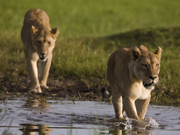 two lions in walking