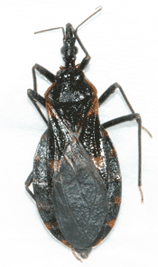 Cone-nose bugs, also known as kissing bugs, are found through most regions of Texas