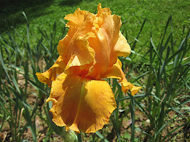 Savannah Sunset iris planted in memory of Samantha Puhr