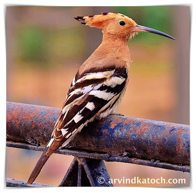 Bird, Indian bird, Hoopoe