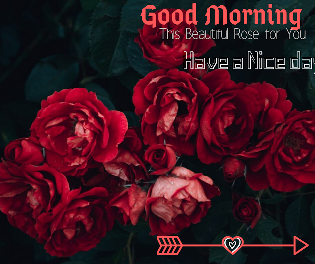  Good Morning Images with Red Rose