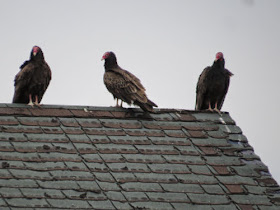 vultures