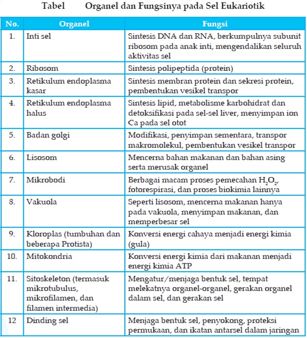 Rahmayani Rangkuti Organel  Sel  dan  Fungsinya 