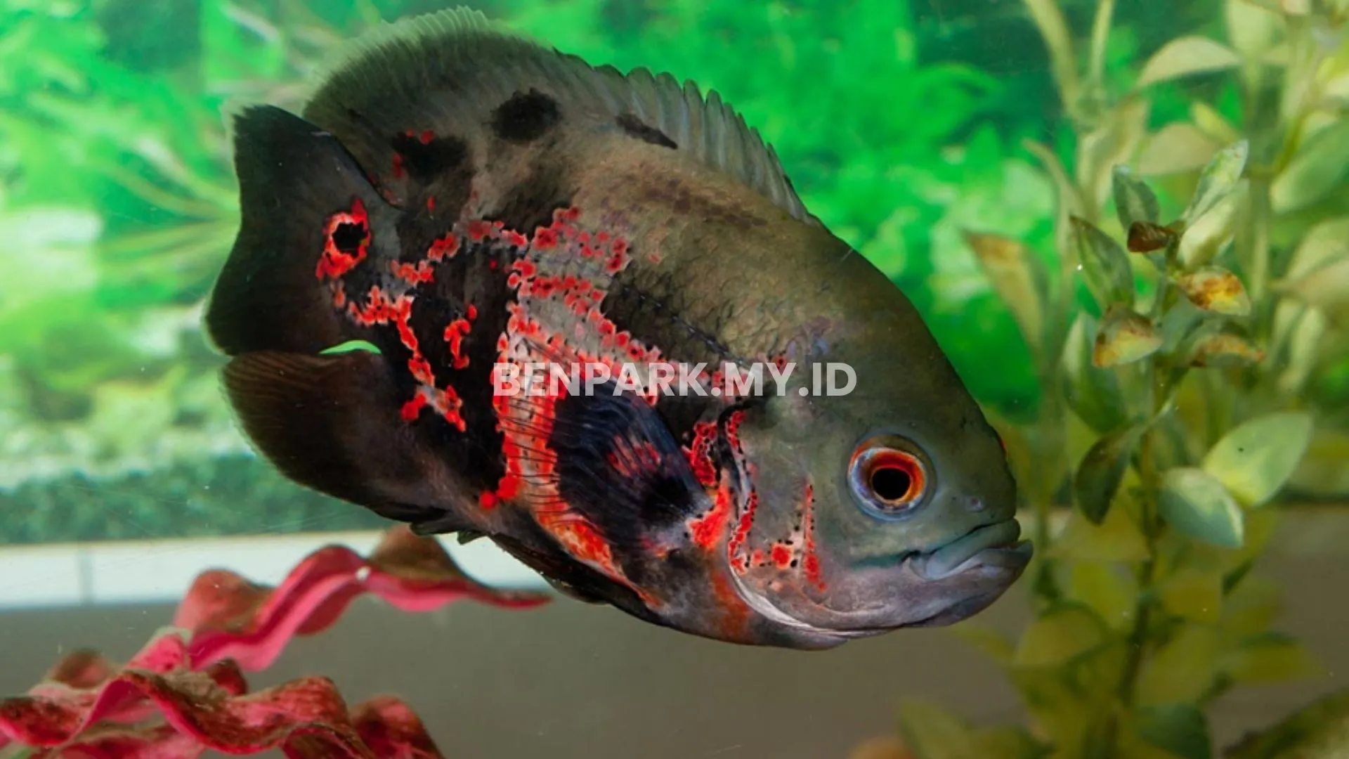 Ikan Air Tawar Tipe Tengah