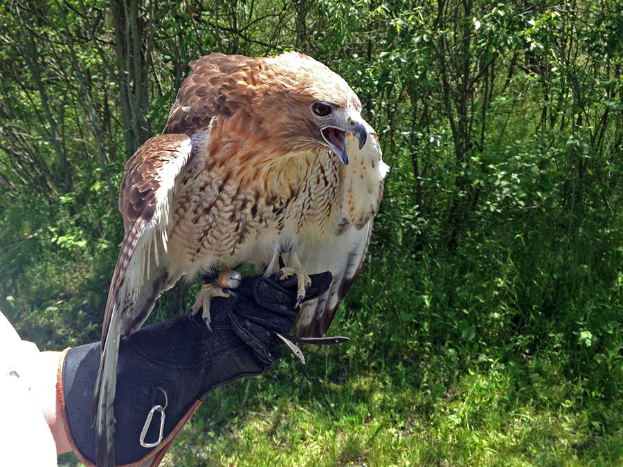 Hawk Migration Notes: 'Tails' from a Braddock Bay banding station....