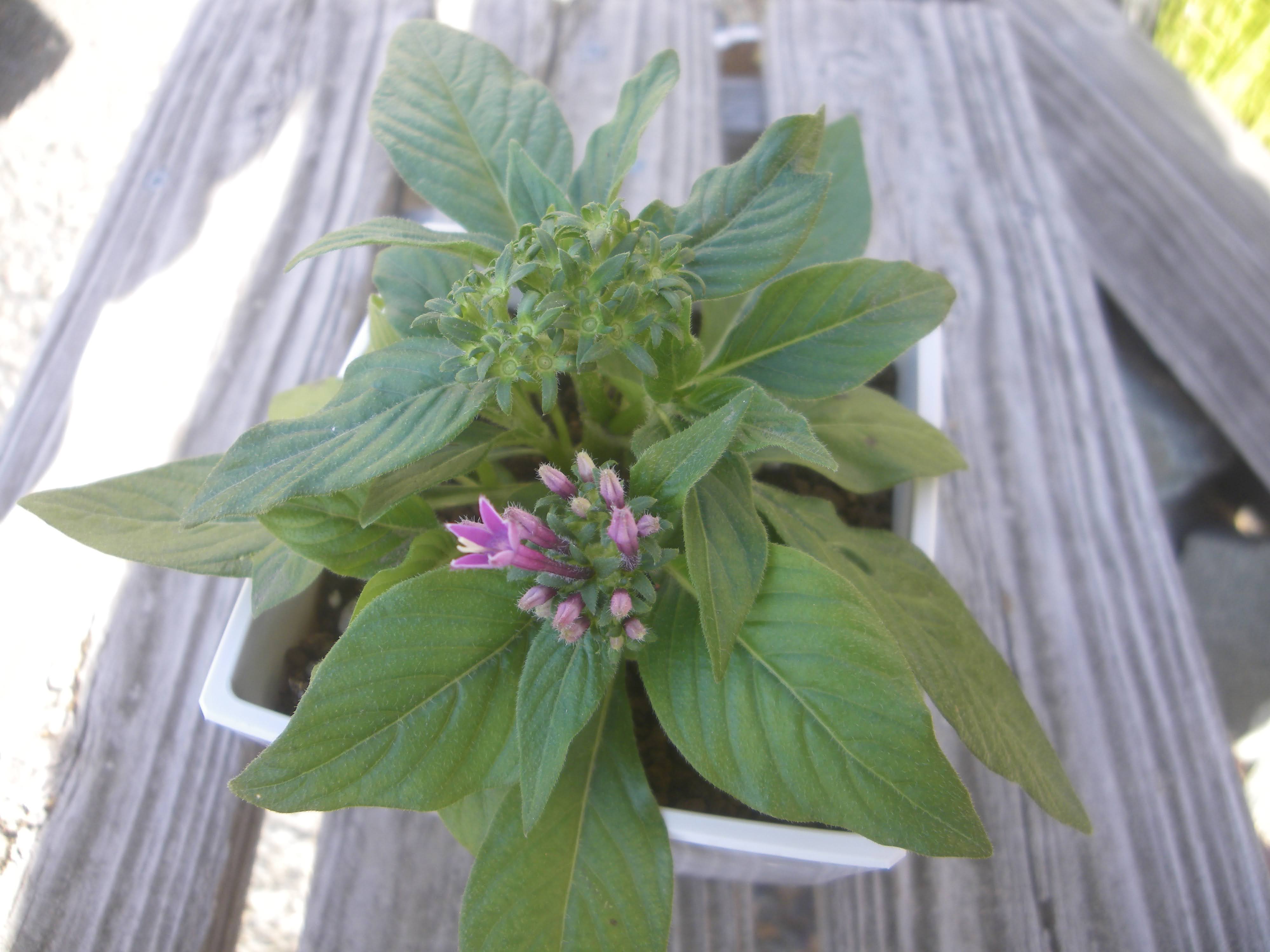 ペンタスの育て方 苗の植え付けから花を楽しみ 挿し芽や冬越しの記録 メダカの大工