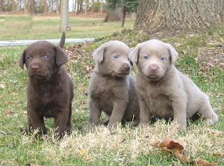 Labrador Retrievers Wallpapers