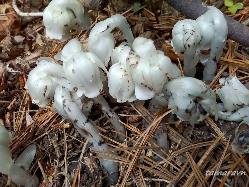 Вертляницевидка низкая / Монотропаструм низкий (Monotropastrum humile, =Monotropastrum globosum)