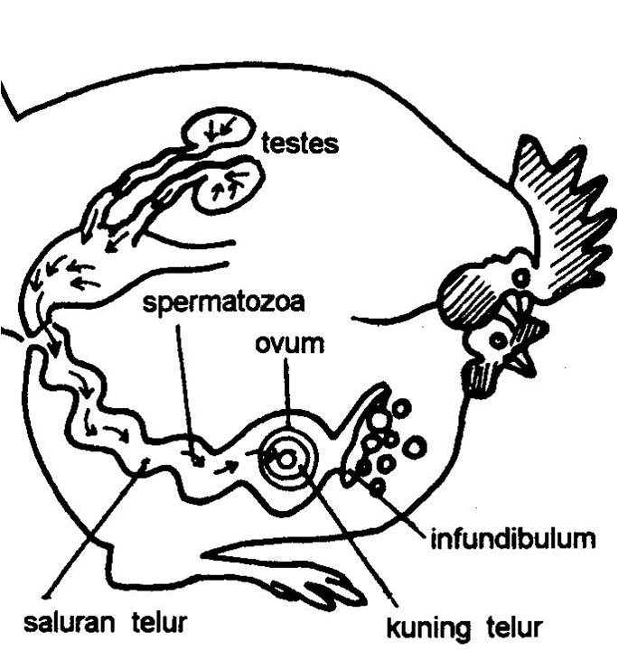 peternakan ayam negeri