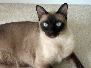 tonkinese cats information kittens mix siamese pictures breed pets