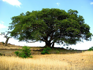 Warka tree