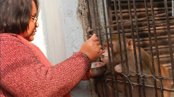   Seekor Monyet di India Mendapat Warisan Rumah dan Tanah
