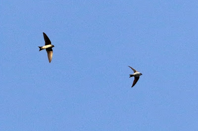 "Barn Swallow - Hirundo rustica, rare winter visitor in flight."
