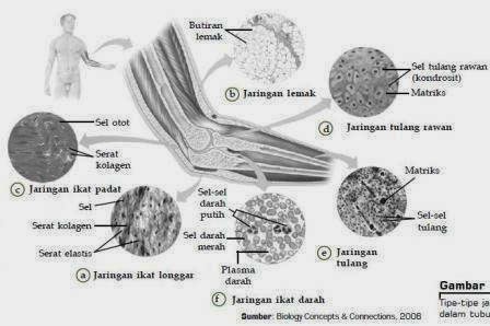  Jaringan  Pada Manusia dan  Hewan  MUGIWARA