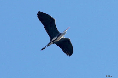 "Status? Gray Heron - Ardea cinerea, considered vagrant, seen flying above seeking a water body."
