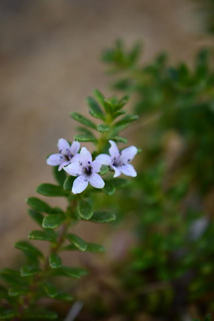 Myoporum parvifolium, prostratum, ground cover, desert, garden, small sunny garden, amy myers, australian plant