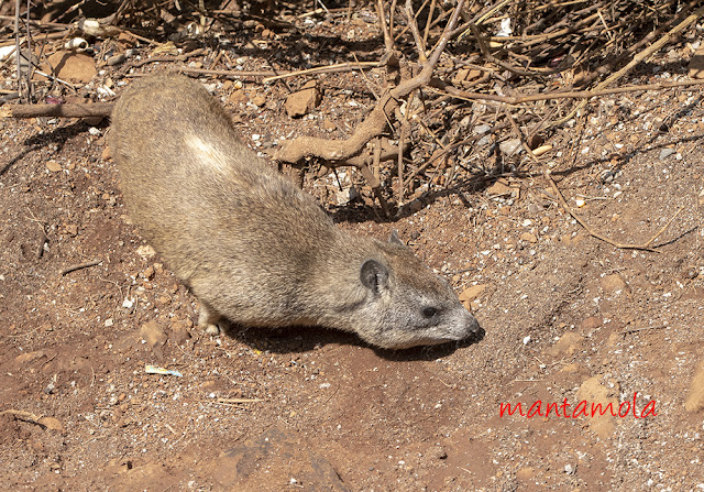 Rock Hyrax (Procavia capensis)