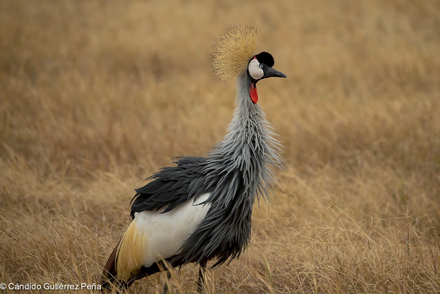 GRULLA CORONADA - Gruiforme