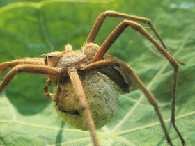 araña lobo