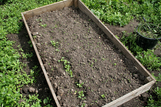 The Victory Garden - Radish and Carrot seed have been planted in a raised bed