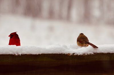 photo of male and female cardinals on snowy railing