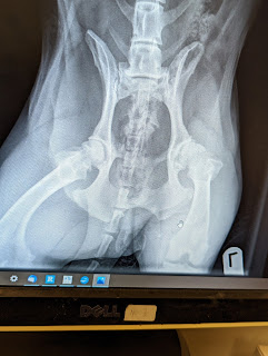 The x-ray taken of Boris's hips showing the arthritis forming on the ball joint of his left hip