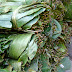 Leaf Plates of Nepal (Tapari, Duna, Bota)
