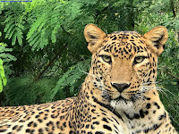 Picture of Leopard found in Mollem National Park