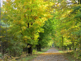 rail trail with sunny leaves