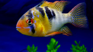 German Blue Ram Fish Beautiful Background