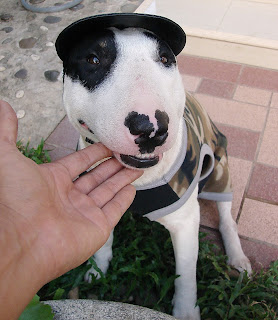 Bull Terrier Soldier Gallory : น้องหมา ในชุด ทหาร ออกศึก