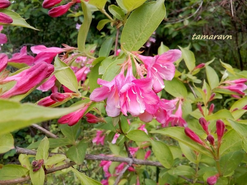 Вейгела 'Boskoop Glory' (Weigela 'Boskoop Glory')