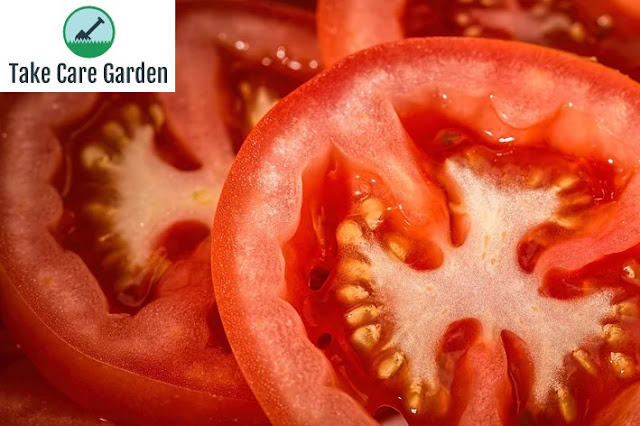 Como plantar tomate: passo a passo