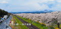 [写真] 白石川堤の一目千本桜（宮城）は長い！