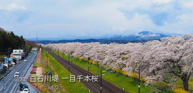 白石川堤 一目千本桜（宮城）