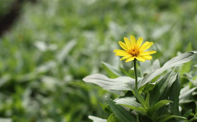 Narrow-Leaf Zinnia Flowers