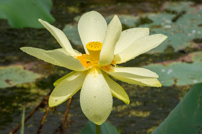 American Lotus, Anahuac National Wildlife Refuge