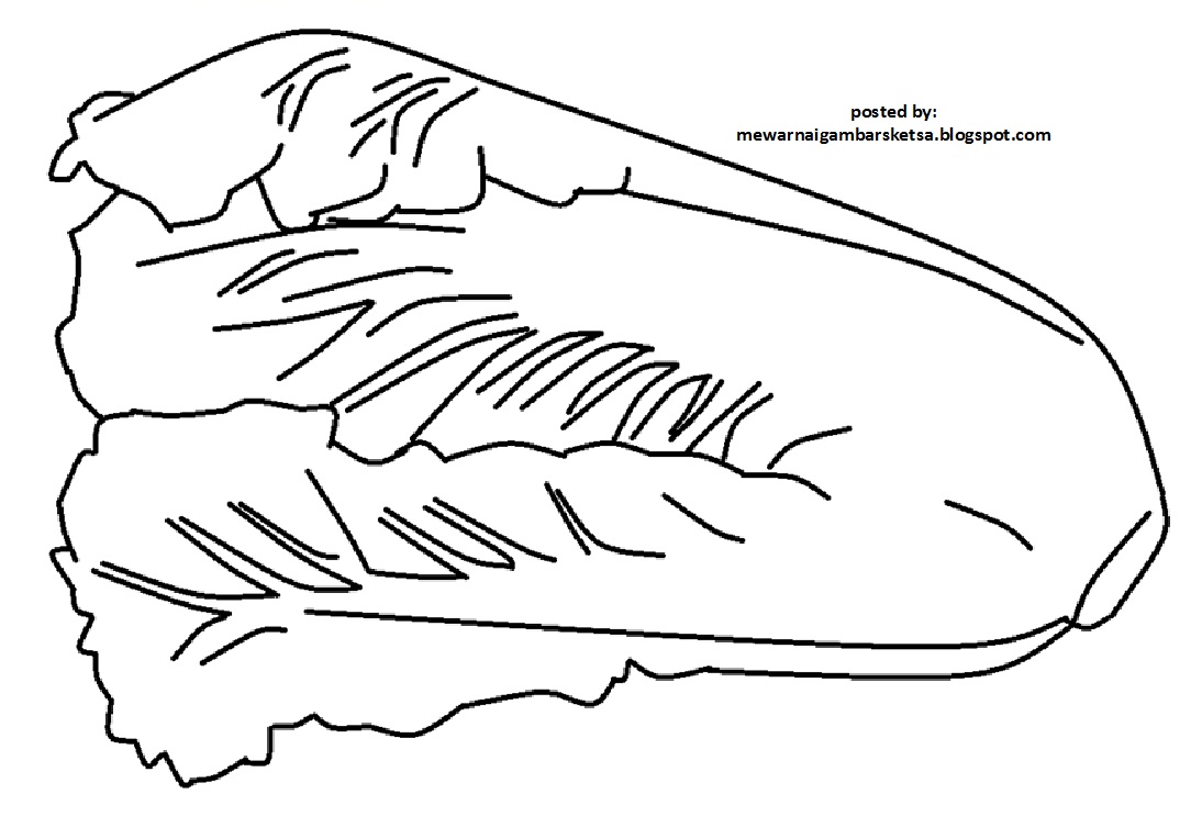 Mewarnai Gambar  Sketsa  Sayuran  Sawi Putih karena mereka 