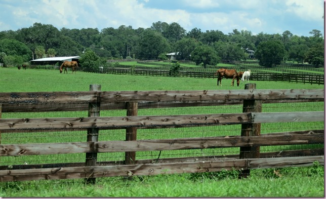 HorsesMallIMG_4270