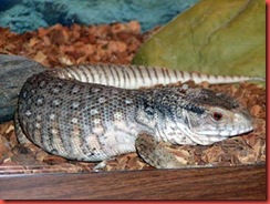 savannah-monitor-lizard-0002