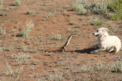 Perentie pics