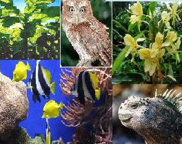 Rangkuman Kerusakan Flora dan Fauna ~ Tugas Galau