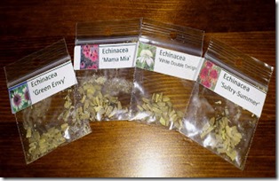 Echinacea