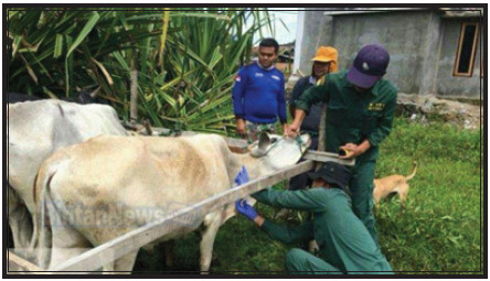 Menerapkan Penanganan Aneka Ternak yang Sakit