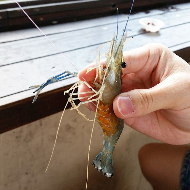 First catch, pregnant fresh water prawn