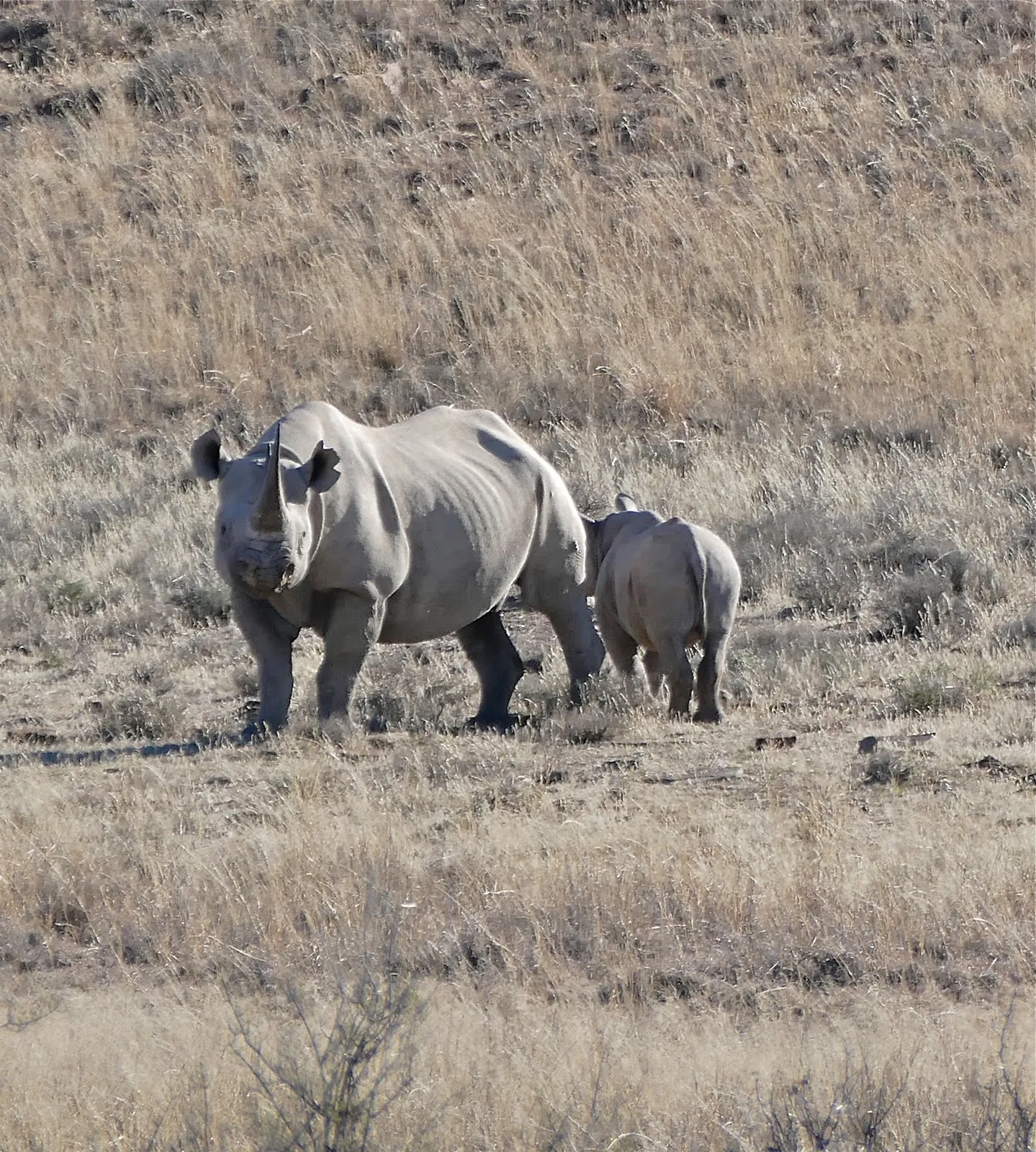 Female black rhino with calf