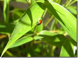 On the bamboo too!