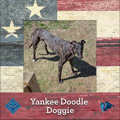 Yankee Doodle Dennis