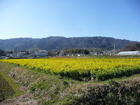 菜の花と西山。