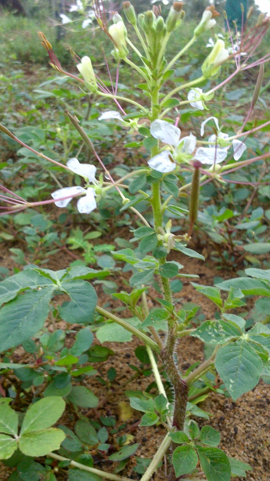 Ayurvedic plant